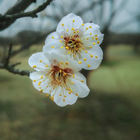 蓝星红雨