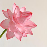 斯馆禾
