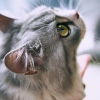 猎户星座Ω
