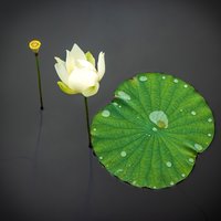 叶落秋分