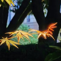 婉君748