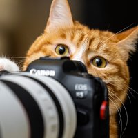 WildKay