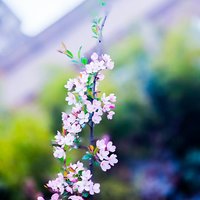 古月廴聿