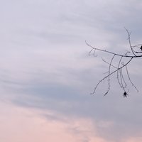 煦风拂桐