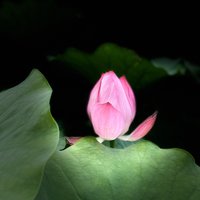 べ繁星つ259