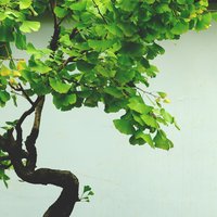 OrdinaryImage