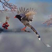 竹林听箫_sh