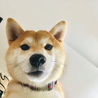 一只橙子99912