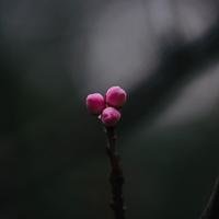 下玄如弓