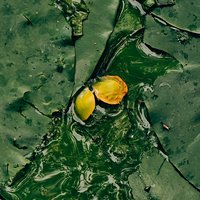飞鸟鱼丶