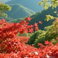 枫焰逐风