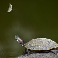 摄影大凡