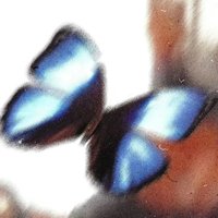 赵紫兰