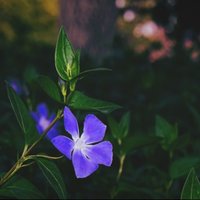 小熊哈哈