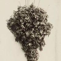 地中海的沙丁鱼