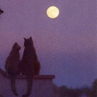 阿猫1213