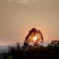 体芬