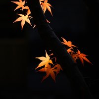 摄影小医