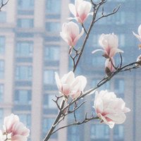 羽鸿CD
