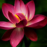 茶清味155296190681968