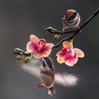 Great_Loong