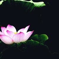 摄影师155348365250290