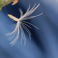 彩虹的虹
