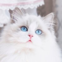 爱拍照的球球