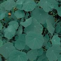 花生摄影日记