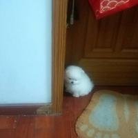 摄影师155368081686271