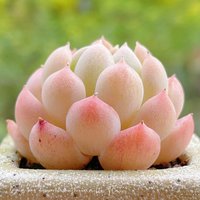 Liu佳