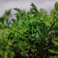柟末