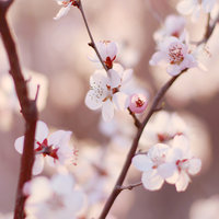 芮琪