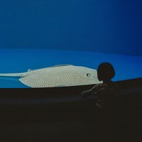 blue_7