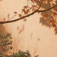 淡然了