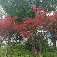 摄影师155563125334009