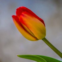 花與花淚
