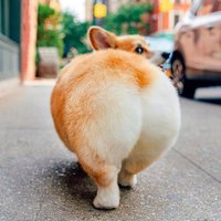 KiddCheung