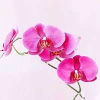 依兰776