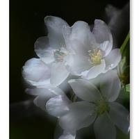一缕阳光shh