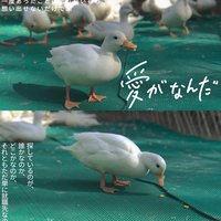 A小四月