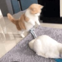 摄影师155883074529251