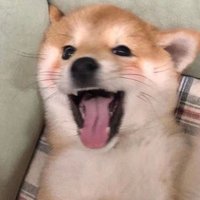 小米粥zz