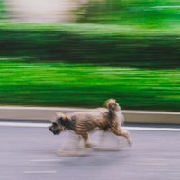 爱吃橘子的小哥