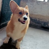 潔O白