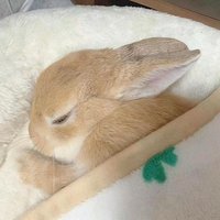 阿鹅鹅