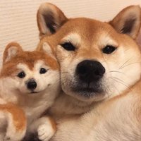 Wshiwu